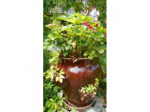 Petrželák vysoký 27cm,glazovaný