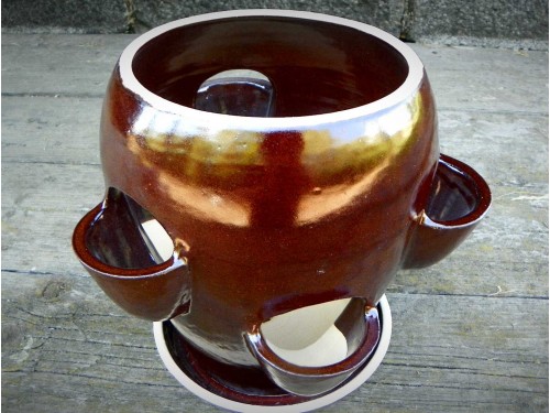 Petrželák na bylinky