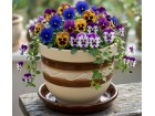 Květník 16 cm. Buclák